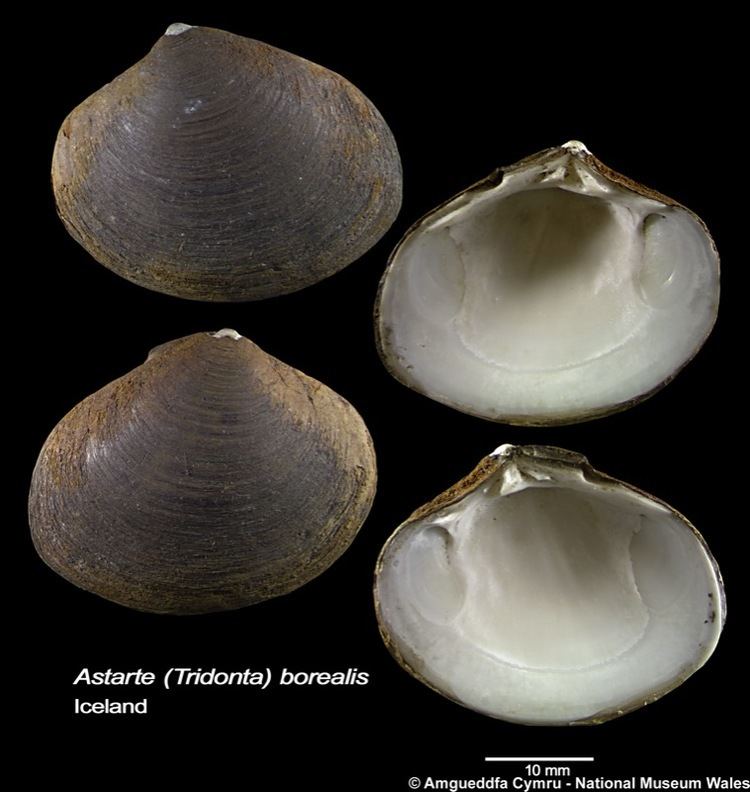 Astarte borealis Astarte borealis Schumacher 1817 Marine Bivalve Shells of the