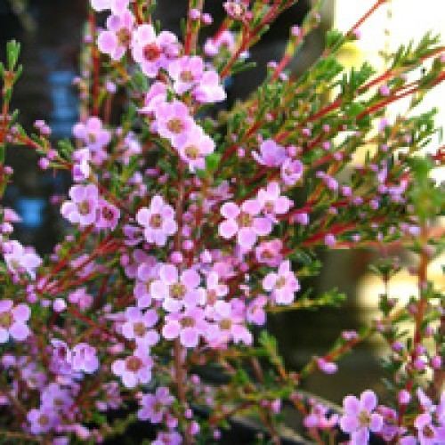 Astartea Buy Astartea Winter Pink Online Plants