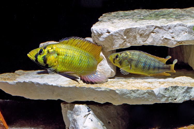 Astatoreochromis Alluaudi4582jpg