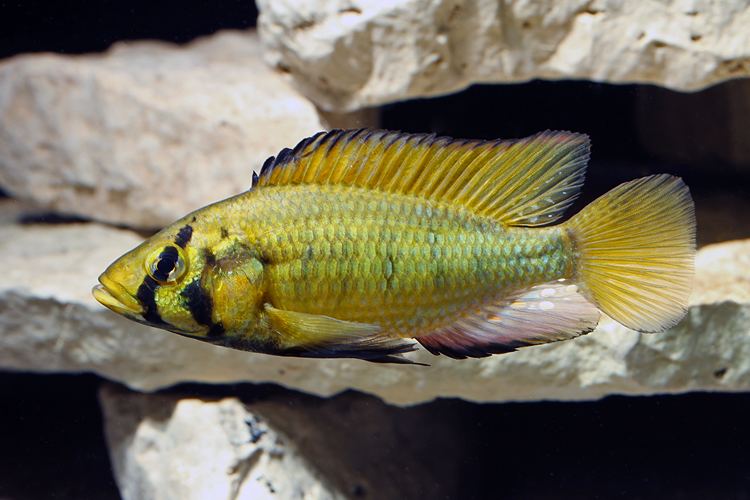 Astatoreochromis 1000 images about African Cichlids on Pinterest