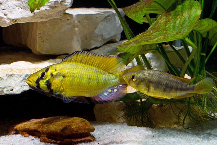 Astatoreochromis Astatoreochromis alluaudi