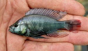 Astatotilapia stappersii httpsuploadwikimediaorgwikipediacommonsthu