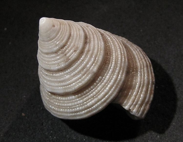 Astele similaris