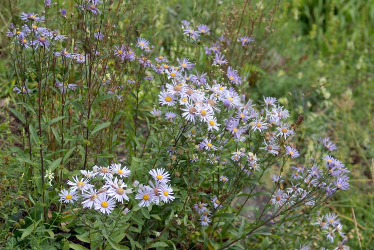 Aster amellus Aster amellus Wikiwand