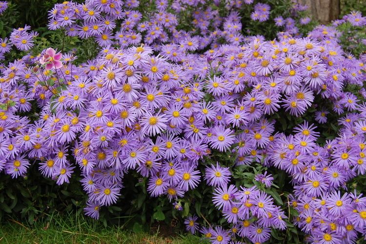 Aster amellus Aster amellus 39King George39 landscape architect39s pages