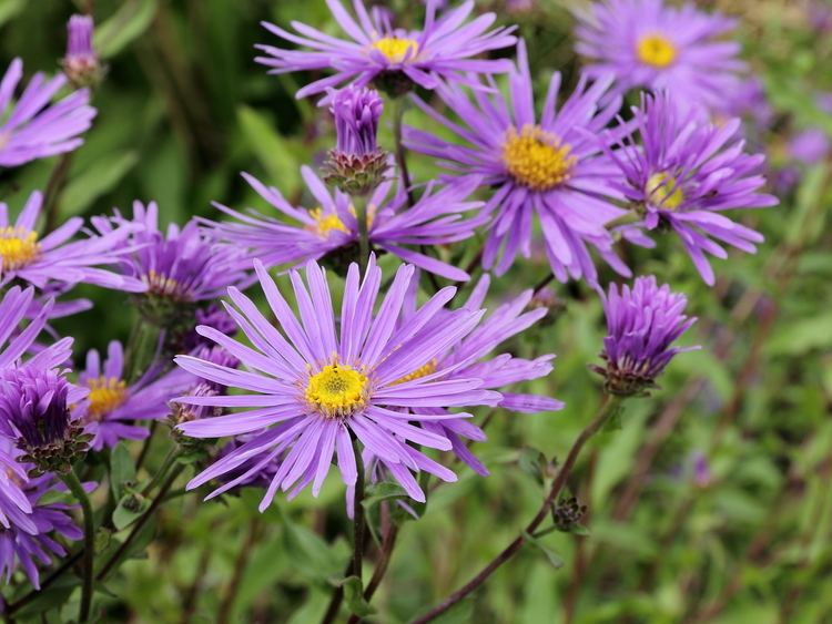 Aster amellus FileAster amellusIMG 6175jpg Wikimedia Commons