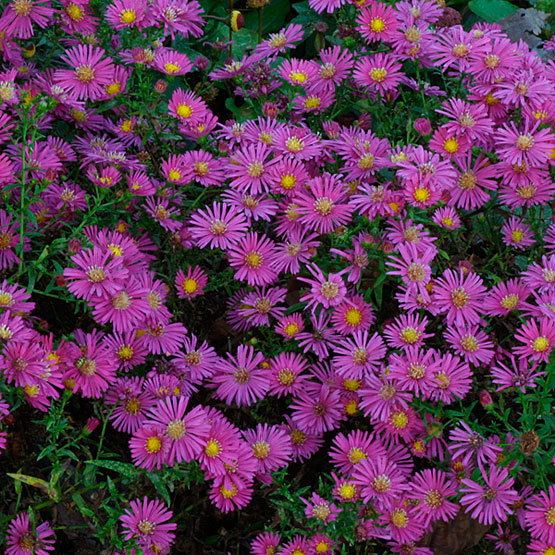 Aster (genus) Aster Fine Gardening