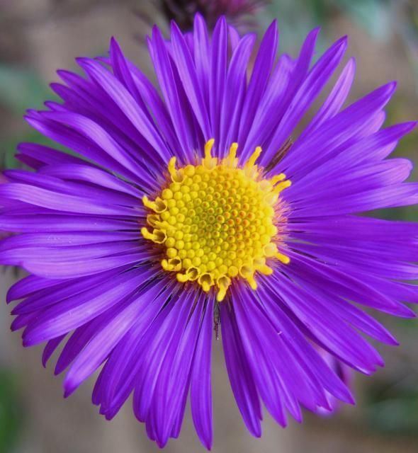 Aster (genus) 1000 images about flower aster on Pinterest