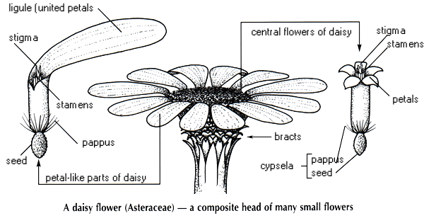 Asteraceae Plant Families Australian National Botanic Gardens Education