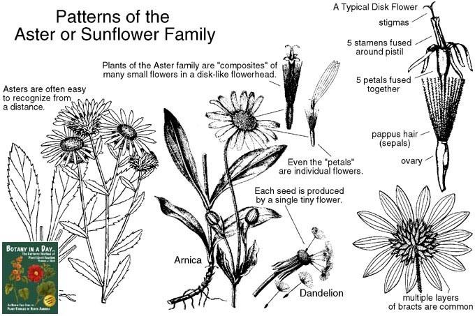 Asteraceae Asteraceae Aster Sunflower Family Identify plants flowers