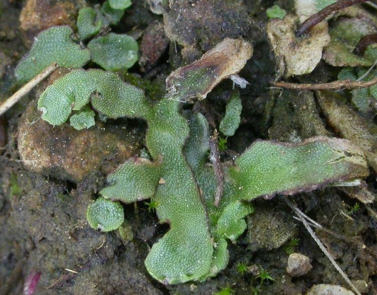 Asterella Bryophytes Liverworts Asterella tenella