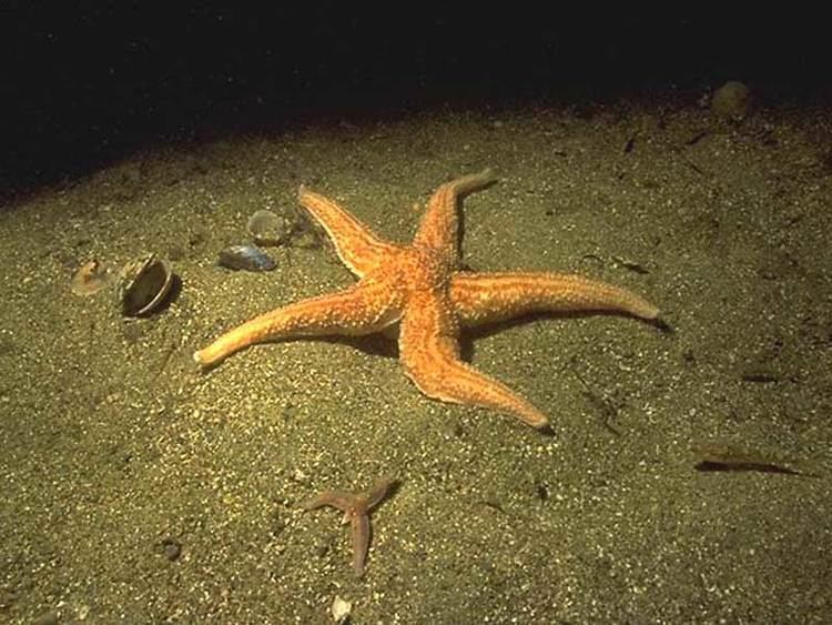 Asterias MarLIN The Marine Life Information Network Common starfish