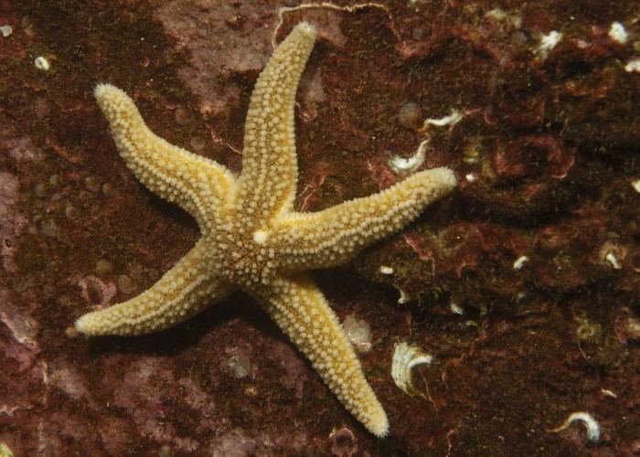 Asterias Asterias Marine Macrofauna Genus Trait Handbook from Marine