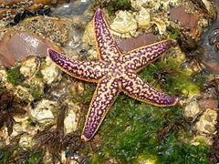 Asterias amurensis httpsuploadwikimediaorgwikipediacommonsthu