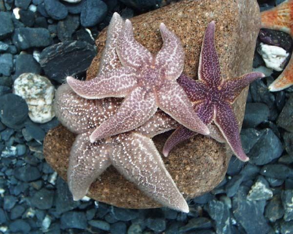 Asterias amurensis Asterias amurensis Northern Pacific seastar