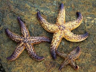 Asterias amurensis The Echinoblog Pt 2Asterias amurensis in Australia Anatomy of a