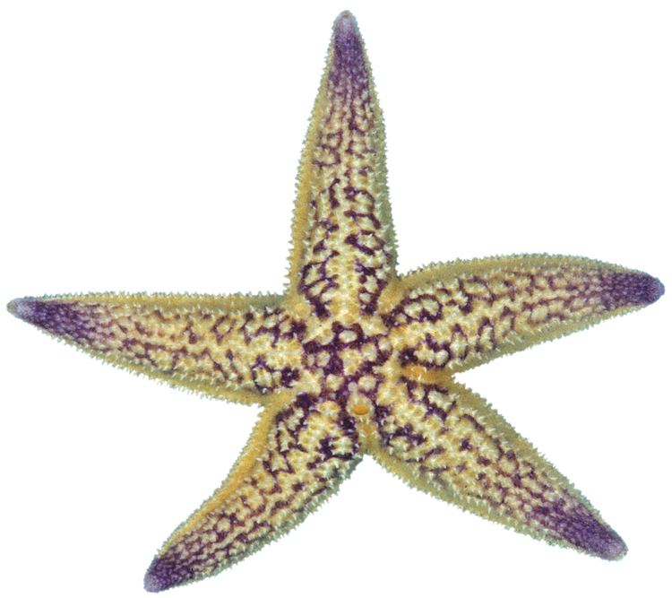 Asterias amurensis Asterias amurensis Northern P CSIRO Science Image CSIRO Science