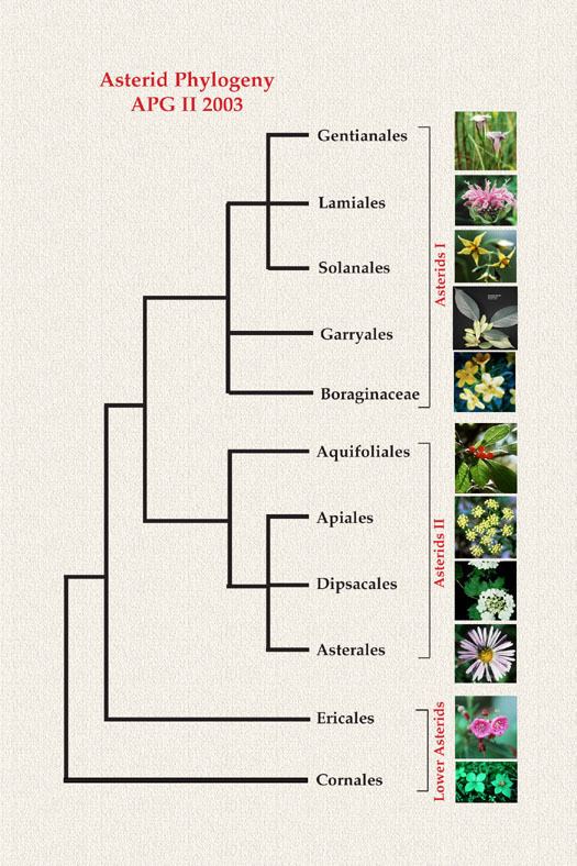 Asterids Asterid Phylogeny