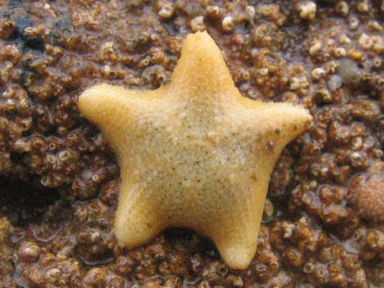 Asterina gibbosa MarLIN The Marine Life Information Network A cushion star