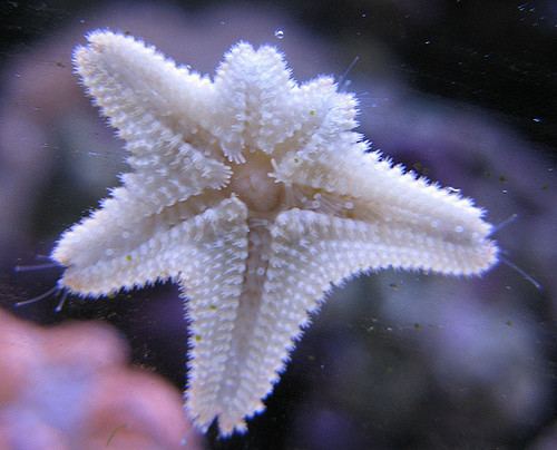 Asterina (starfish) Asterina Starfish Ko0tEr Flickr