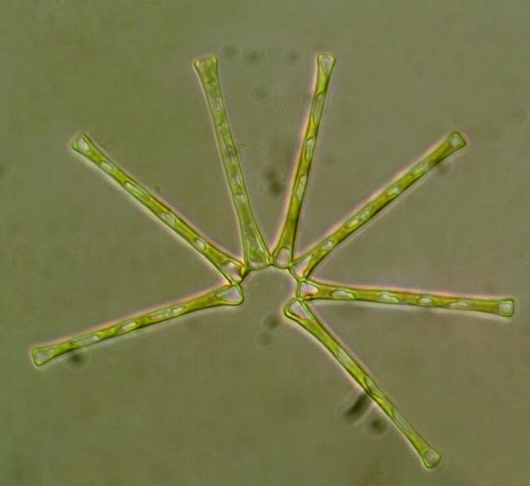 Asterionella Asterionella formosa Hassall Nordic Microalgae