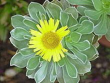 Asteriscus (plant) httpsuploadwikimediaorgwikipediacommonsthu
