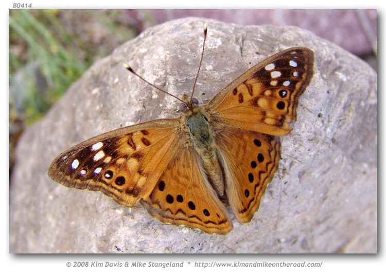 Asterocampa celtis Asterocampa celtis antonia Hackberry Emperor