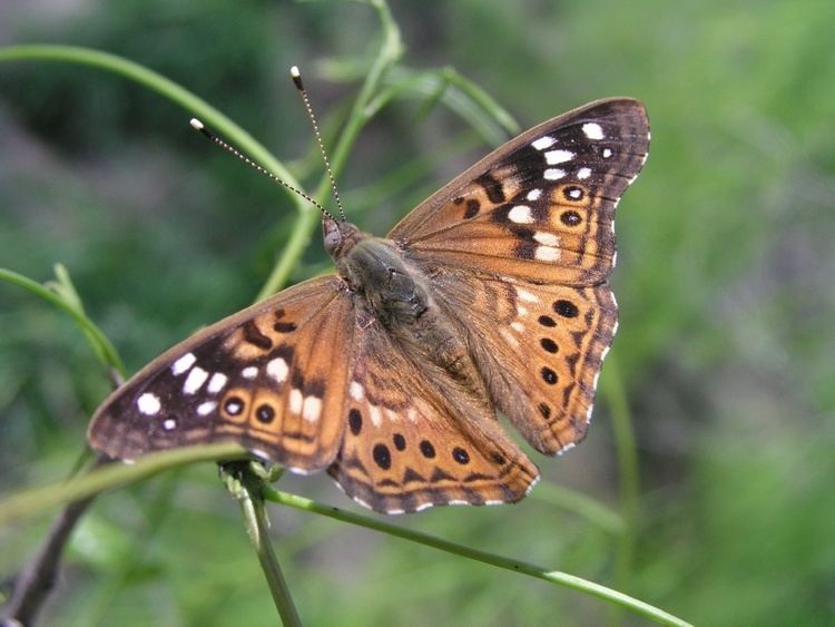 Asterocampa celtis Hackberry Emperor Asterocampa celtis