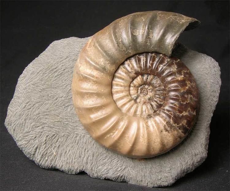 Asteroceras UK fossils including British ammonites Fossils Direct