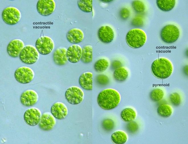 Asterococcus protistihoseiacjpPDBImagesChlorophytaAster