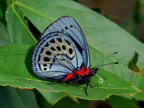 Asterope (butterfly) Butterflies of Amazonia Asterope leprieuri
