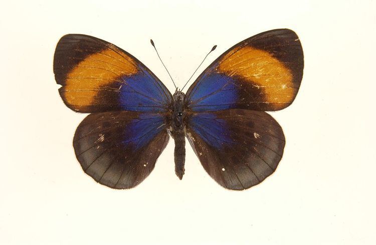 Asterope (butterfly) Asterope butterfly Wikipedia