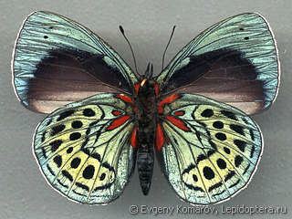 Asterope (butterfly) insectaproimages3206077jpg