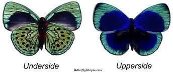 Asterope (butterfly) The Asterope Butterfly debrasdivinedesigns