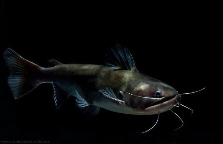 Asterophysus batrachus Asterophysus batrachus Gulper Catfish Seriously Fish