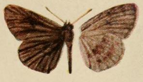 Astictopterus