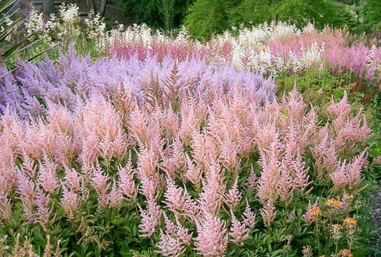 Astilbe Extend the Blooming Season of Your Astilbes
