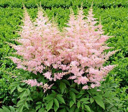 Astilbe Astilbe Younique Silvery Pink White Flower Farm