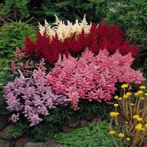 Astilbe How to Grow Astilbe Perennial Flowers Growing Astilbe Plants
