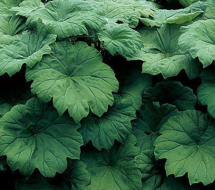 Astilboides Astilboides tabularis White Flower Farm