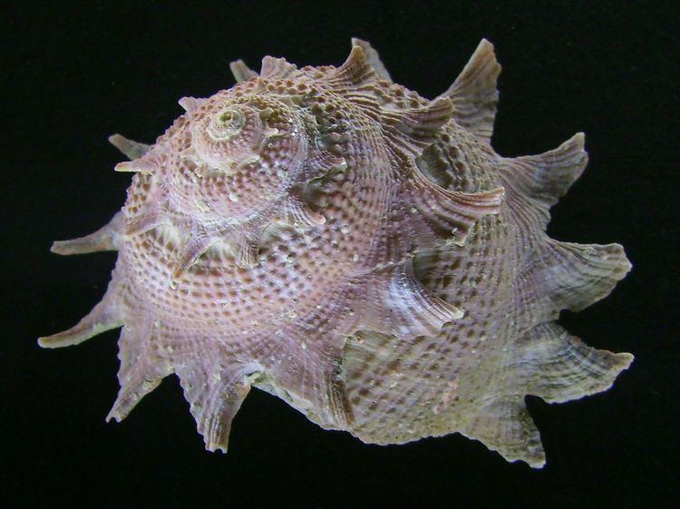 Astraea (gastropod)