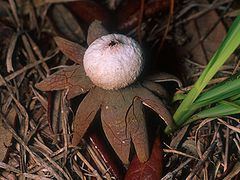 Astraeus (fungus) httpsuploadwikimediaorgwikipediacommonsthu