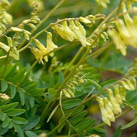 Astragalus Astragalus The Great Rejuvenator Asian Health Secrets