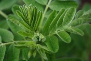 Astragalus Astragalus The Super Herb that Prevents Cancer