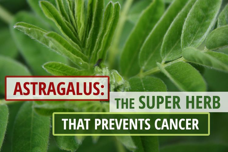 Astragalus Astragalus The Super Herb that Prevents Cancer