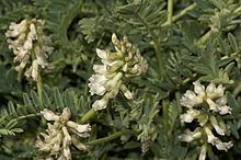 Astragalus agnicidus httpsuploadwikimediaorgwikipediacommonsthu