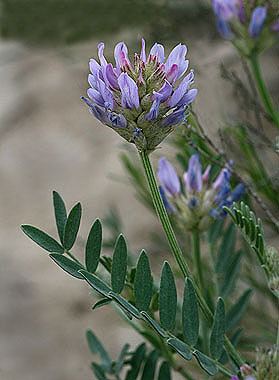 Astragalus agrestis Astragalus agrestis Colorado Wildflowers