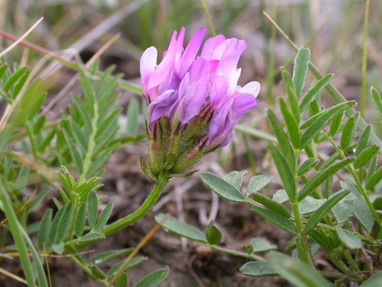 Astragalus agrestis FileAstragalus agrestis 4001368490jpg Wikimedia Commons