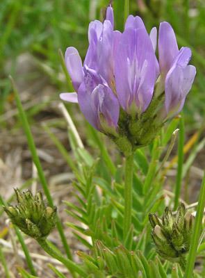 Astragalus agrestis Southwest Colorado Wildflowers Astragalus agrestis