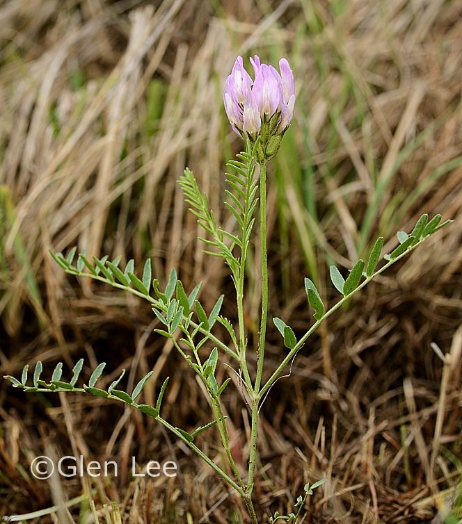 Astragalus agrestis Astragalus agrestis photos Saskatchewan Wildflowers